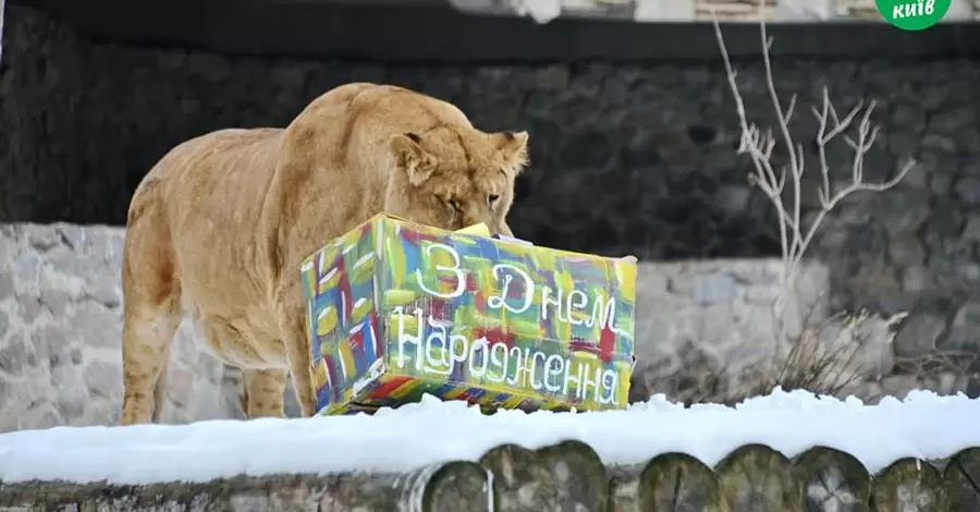 Леви з київського зоопарку відзначили день народження святковим 