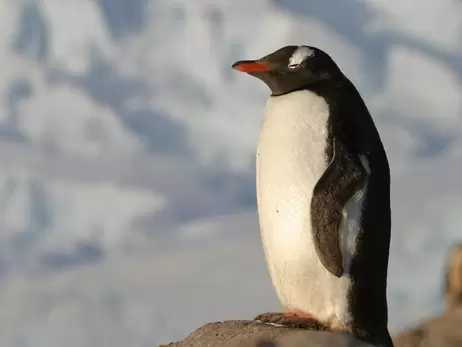 Українські полярники показали, як пінгвіни швидко вистрибують із води на берег