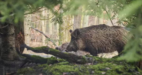 У лісах Київської області в свиней виявили хворобу, від якої немає вакцини