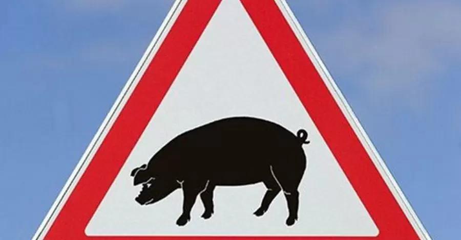 У Житомирі зафіксували спалах африканської чуми свиней