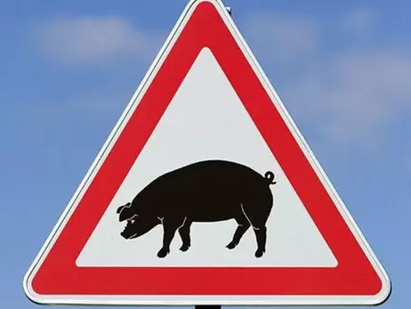У Житомирі зафіксували спалах африканської чуми свиней