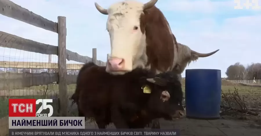 У Німеччині врятували одного з найменших биків у світі, якого хотіли віддати м'ясникам