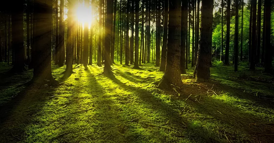 Ученые заявили об уничтожении 90 гектаров ценного леса в горах Свидовца