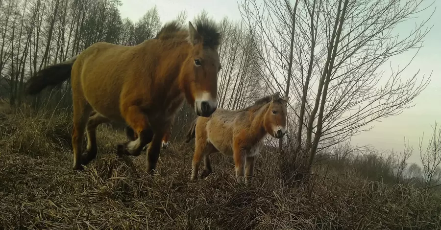  В Чернобыльском заповеднике показали малышей лошадей Пржевальского