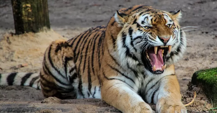 В зоопарке США студент-биолог пытался проникнуть в вольер к тиграм