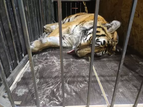  Волонтеры эвакуировали из Конче-Заспы брошенного тигра, еще один хищник ждет спасения в Гостомеле
