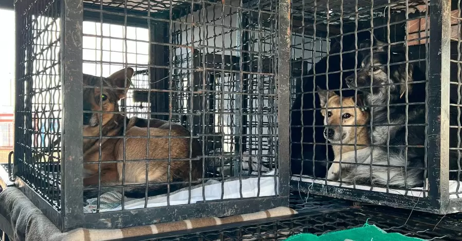 Десятки собак и кошек из одесского приюта для животных нашли убежище в Германии