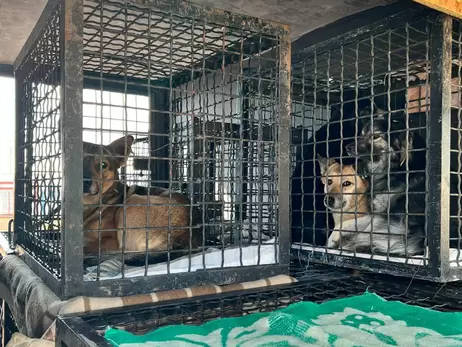 Десятки собак и кошек из одесского приюта для животных нашли убежище в Германии