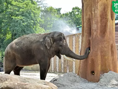 У київському зоопарку слону дають заспокійливе, щоб не панікував через обстріли