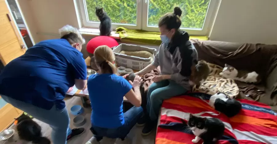 Сестры из Киева вывезли в Германию более 40 котов и одну собаку