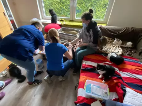 Сестри з Києва вивезли до Німеччини понад 40 котів та одного собаку