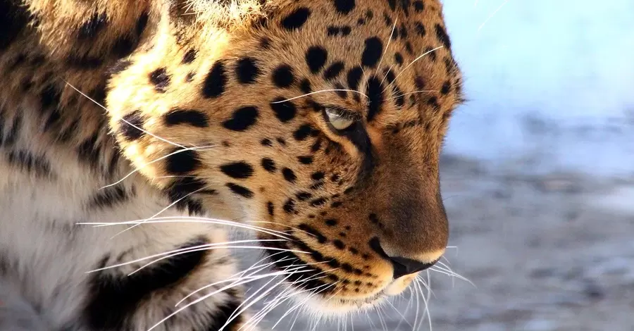 В зоопарке Николаева первое пополнение за время войны, малыш родился у дальневосточных леопардов