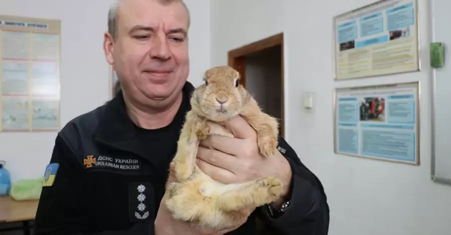 У Харкові пожежники прихистили кролика, якого врятували зі зруйнованого будинку