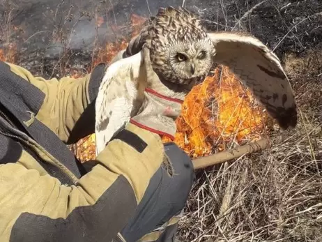 Ужгородские пожарные во время тушения травы спасли испуганную сову
