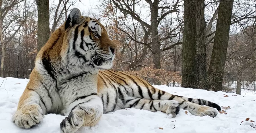 У США раптово помер тигр на прізвисько Путін