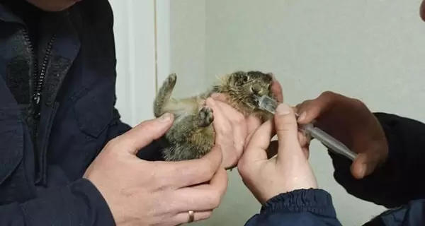 Пожарные во время тушения пожара спасли зайчонка, его семья погибла