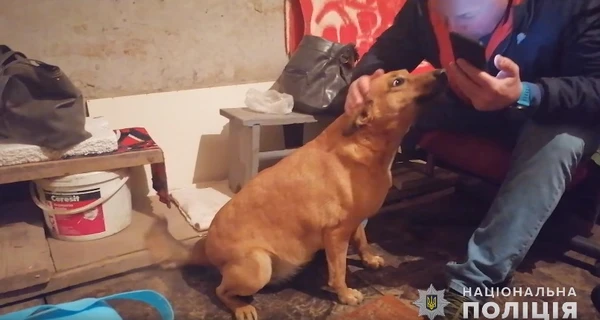В Полтаве бездомная собака Чапа во время сирены водит людей в укрытие 