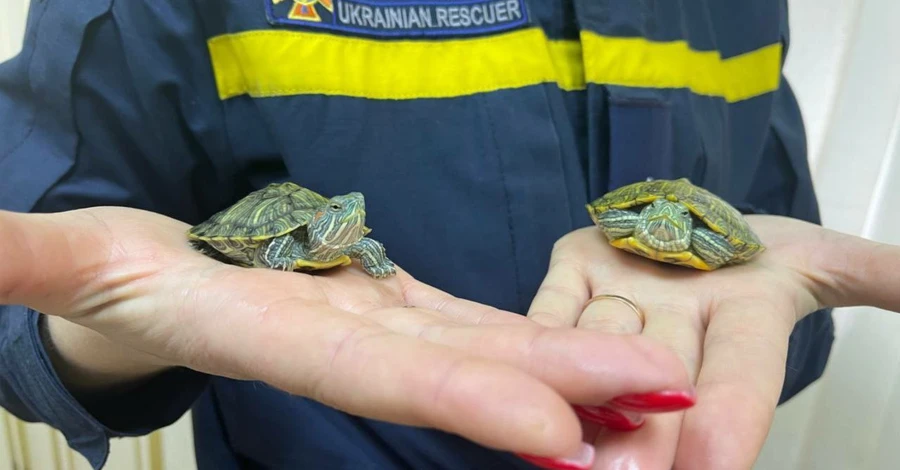 В пожарную часть подбросили двух черепах - спасатели передали их Одесскому зоопарку