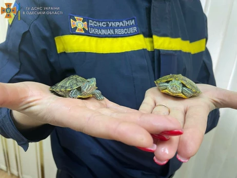 До пожежної частини підкинули двох черепах – рятувальники передали їх Одеському зоопарку