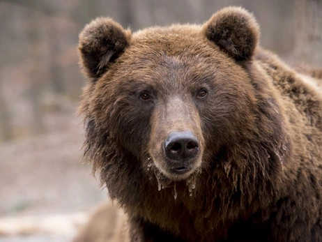 У таборі українських біженців у Словаччині помітили ведмедя