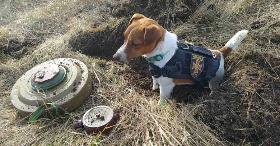 Знаменитий службовий пес Патрон допомагає рятувальникам розміновувати Чернігівську область