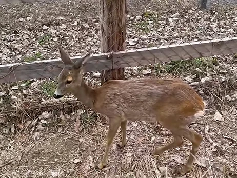 Парк природи «Беремицьке»: Нещодавно врятували козулю, яка, злякавшись боїв, прибилася до людей