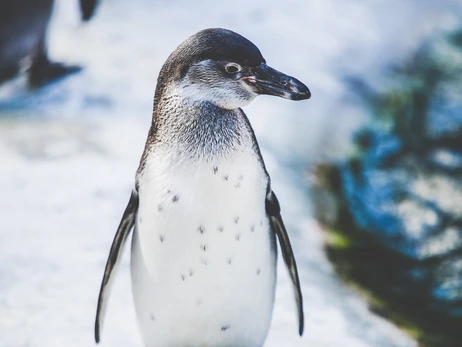 Украинские полярники показали забавное видео с пингвином, который побоялся нырять в океан