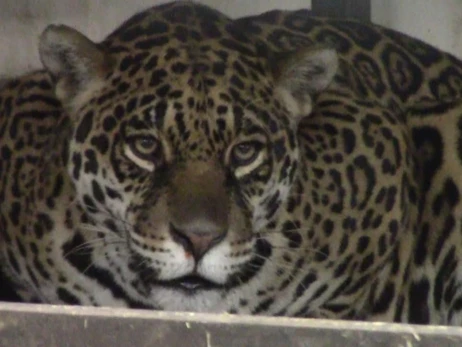 До харківського зоопарку привезли ягуарів, тигрів та левів із зруйнованого обстрілами екопарку