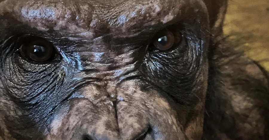 Британський ветеринар розповів зворушливу історію про українського шимпанза: ділився їжею з людьми