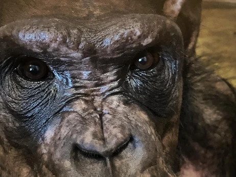 Британский ветеринар рассказал трогательную историю об украинском шимпанзе: делился пищей с людьми