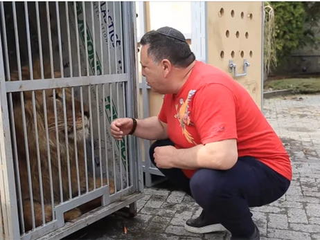 У «Фельдман Екопарку» вирішальний день – спробують вивезти ведмедів та тигрів