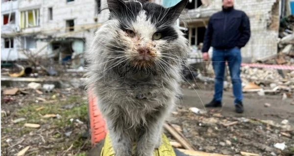 Помер кіт Мурчик, який став одним із символів трагедії у Бородянці.