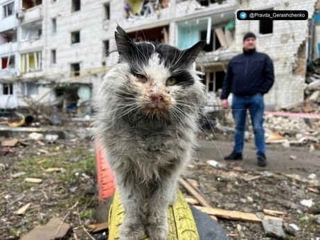 Умер кот Мурчик, ставший одним из символов трагедии в Бородянке