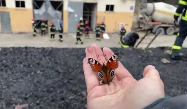 Пожарные и бабочки