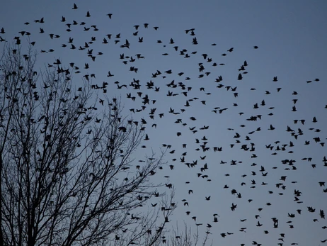 Орнітолог: Через війну ми можемо втратити багато видів птахів - від яструбів до горобців