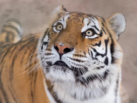 Спасенная из харьковского Экопарка тигрица Далила впервые прогулялась по уличному вольеру в Киевском зоопарке