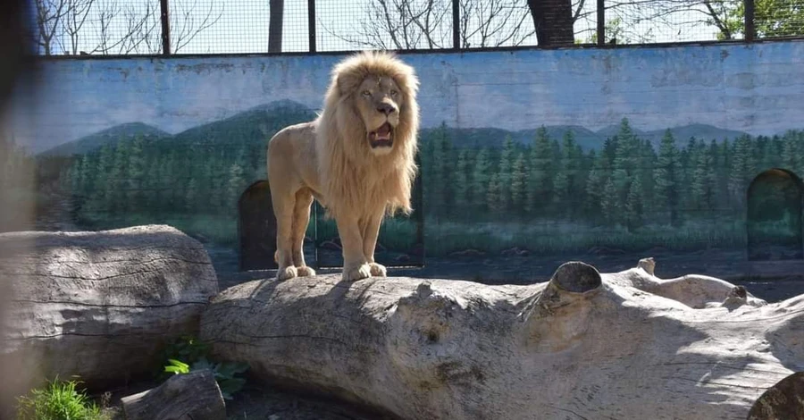 Харьковские львы освоились в Одесском зоопарке