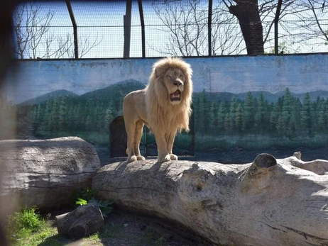 Харьковские львы освоились в Одесском зоопарке