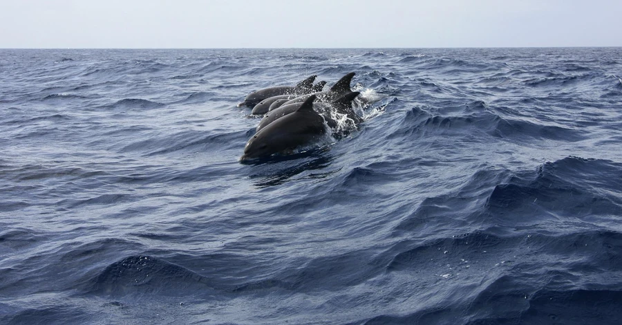 Из-за военных действий у берегов Одесской области массово погибают дельфины
