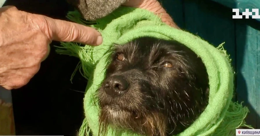 Бабуся з Київщини під час бомбардувань кутала собаку в хустку, щоб тварина менше боялася