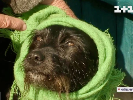 Бабушка с Киевщины во время бомбежек кутала собаку в платок, чтобы животное меньше боялось