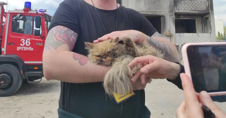 У Бородянці врятували кота, знайденого у зруйнованій висотці над прірвою у сім поверхів