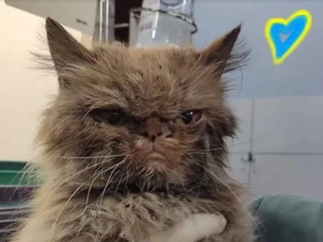 Врятована кішка з Бородянки отримала ім'я Шафа і виявилася схожою на Grumpy Cat