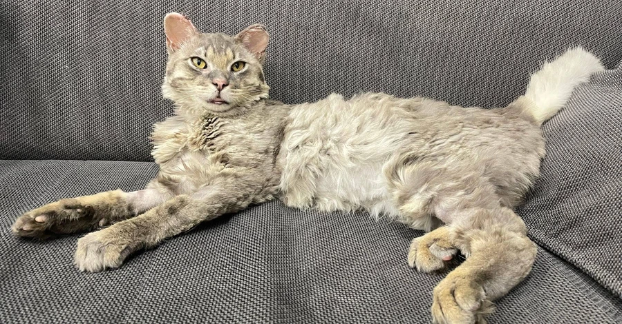 Обгоревший кот Феникс из Андреевки идет на поправку: животное перенесло опасную инфекцию