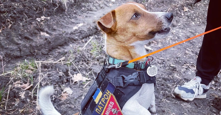 На допомогу легендарному псу Патрону вже поспішають собаки-випускники саперних курсів