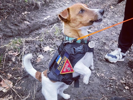 На помощь легендарному псу Патрону уже спешат собаки-выпускники саперных курсов