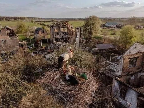 У село Мощун, повністю зруйноване російськими окупантами, повернулися лелеки