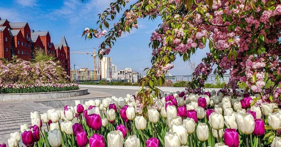 В Україні цвітуть тюльпани Яскраві та барвисті фото