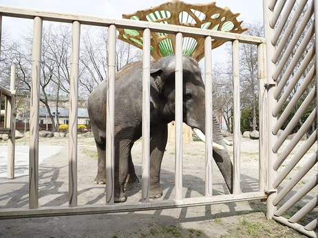 Київський зоопарк відкрив двері для відвідувачів 