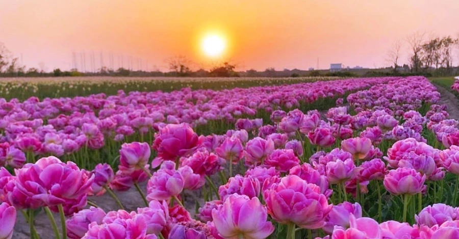 Хозяйка долины тюльпанов: Во время войны люди начали замечать красоту и цветы вокруг